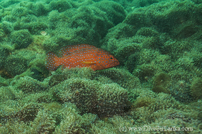 Bull dog reef